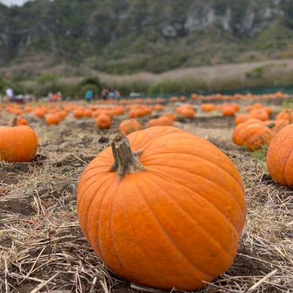 Aloun Farms Pumpkins